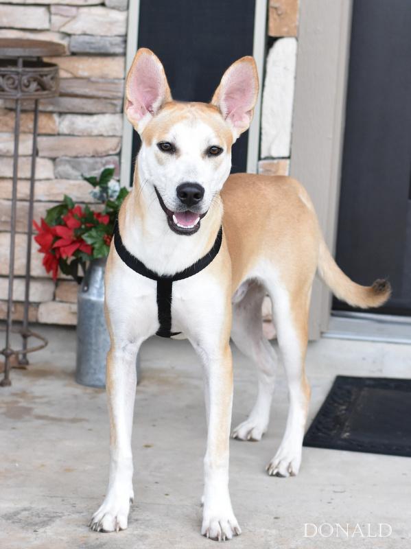 Donald (Conroe Litter) photo 3