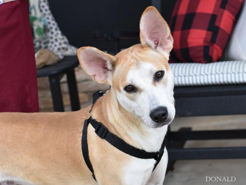Donald (Conroe Litter) photo 2