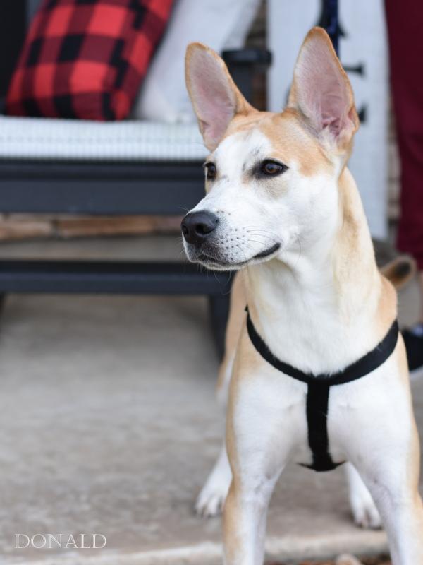 Donald (Conroe Litter) photo 4