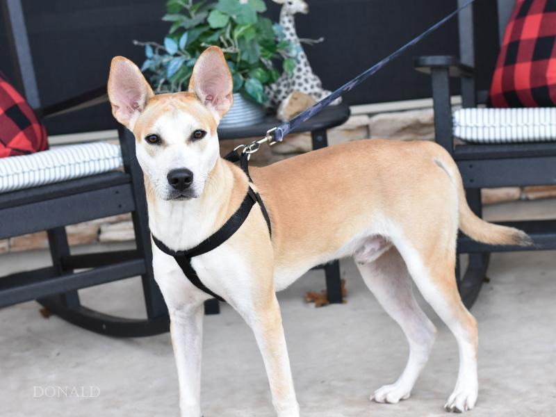 Donald (Conroe Litter) photo 6