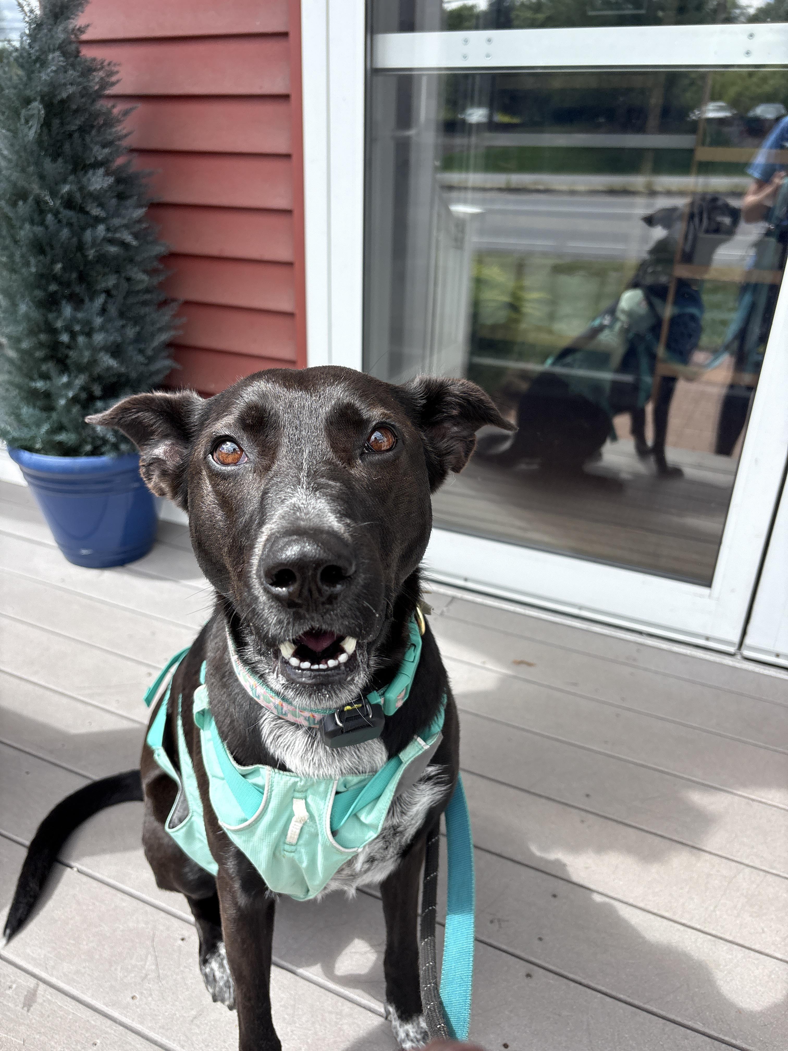 Enlarge Reece, a Adoptable mixed breed in New Boston, NH image 4/6