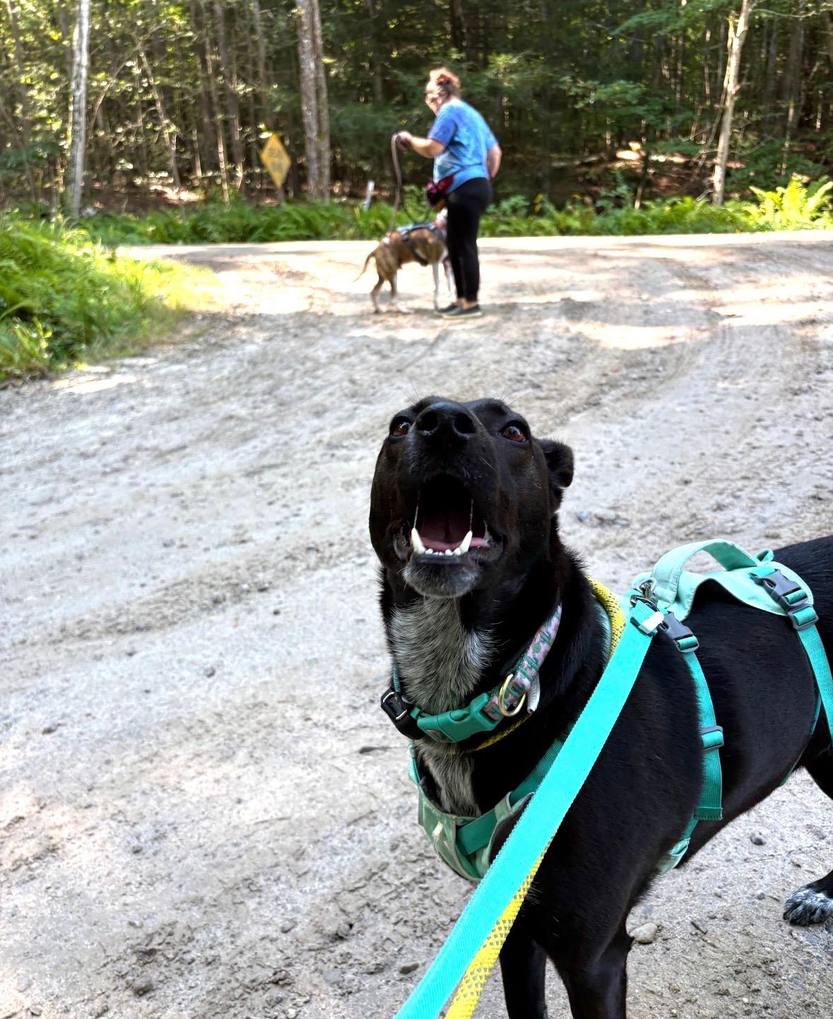 Enlarge Reece, a Adoptable mixed breed in New Boston, NH image 5/6