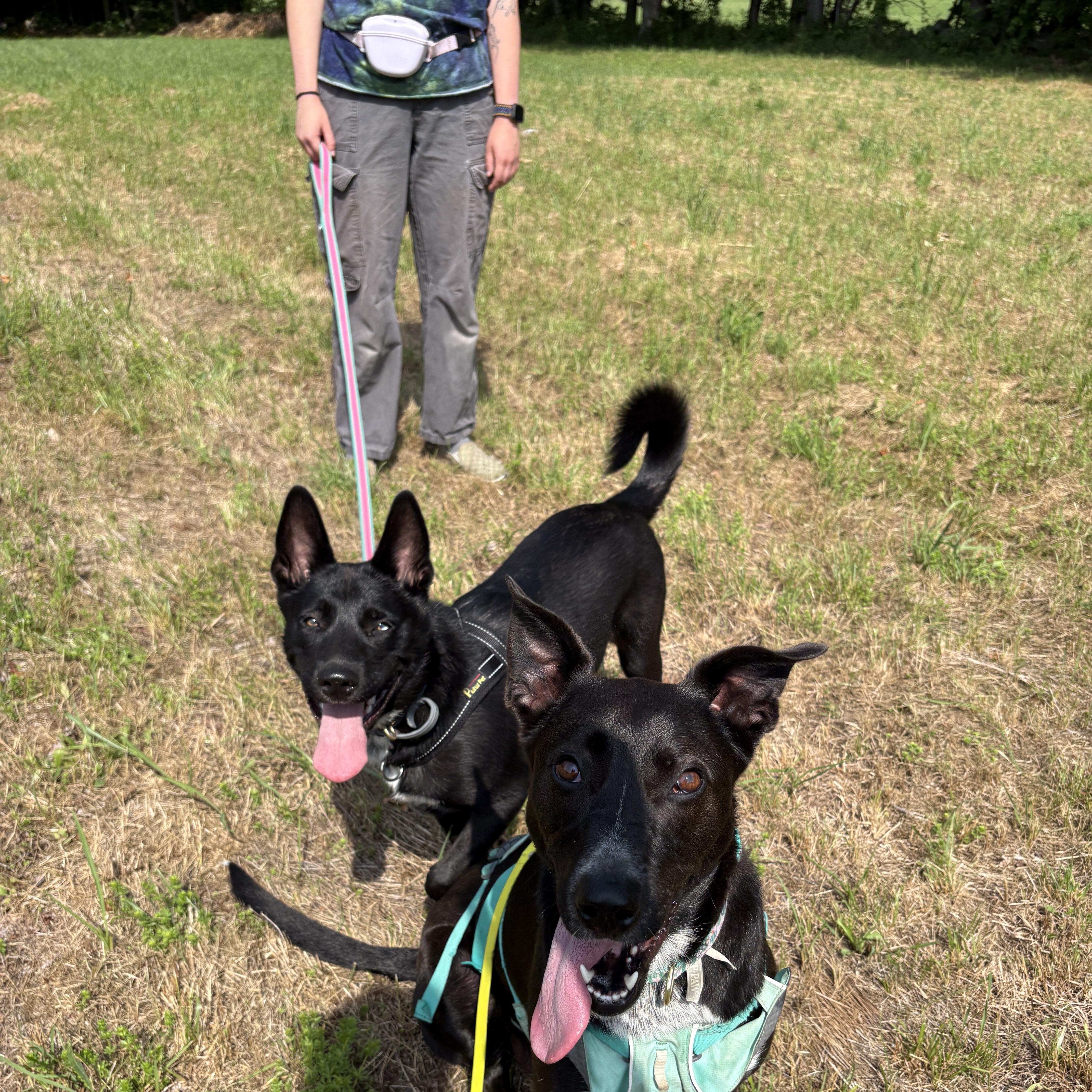 Enlarge Reece, a Adoptable mixed breed in New Boston, NH image 2/6
