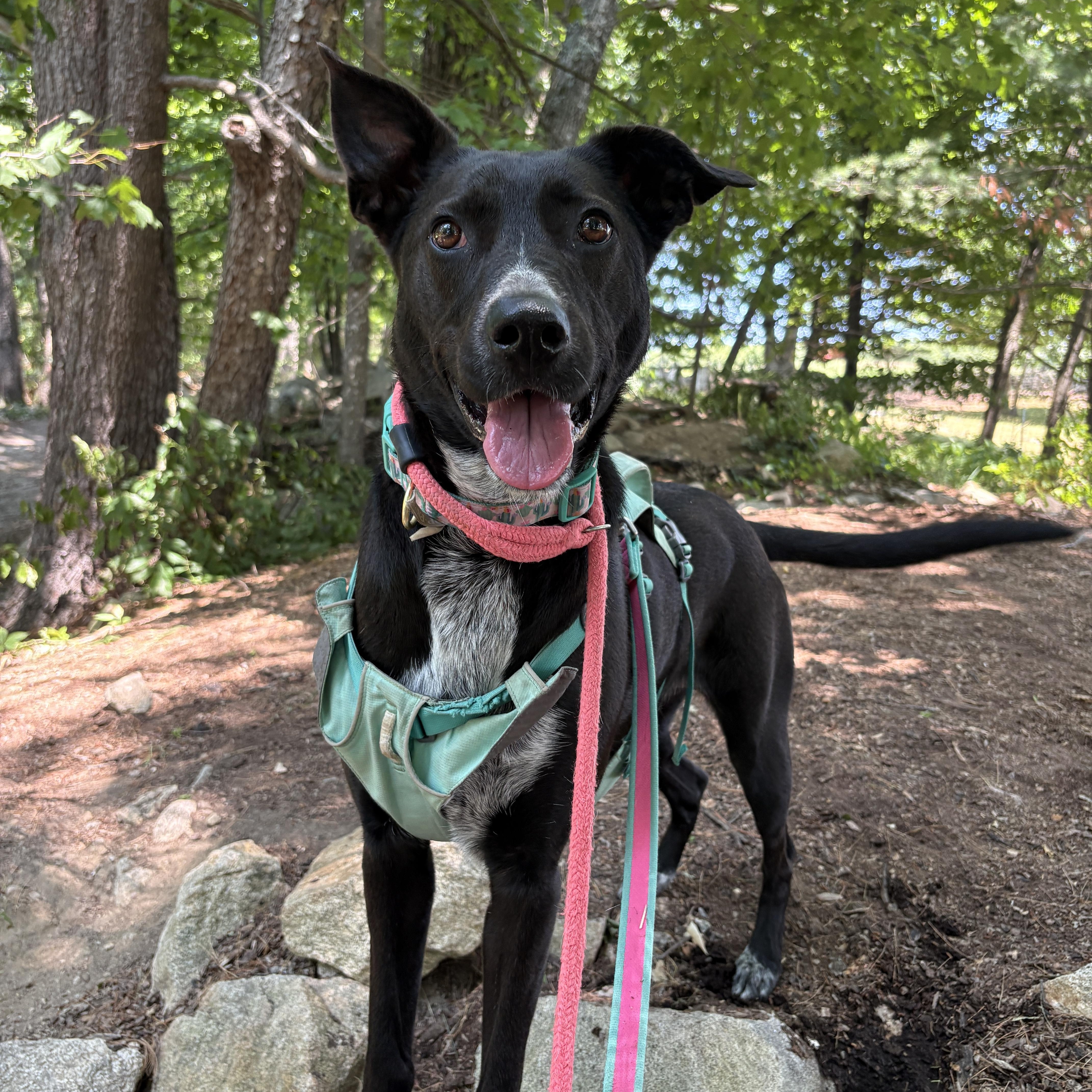 Reece, Adoptable, Adult Female Collie.