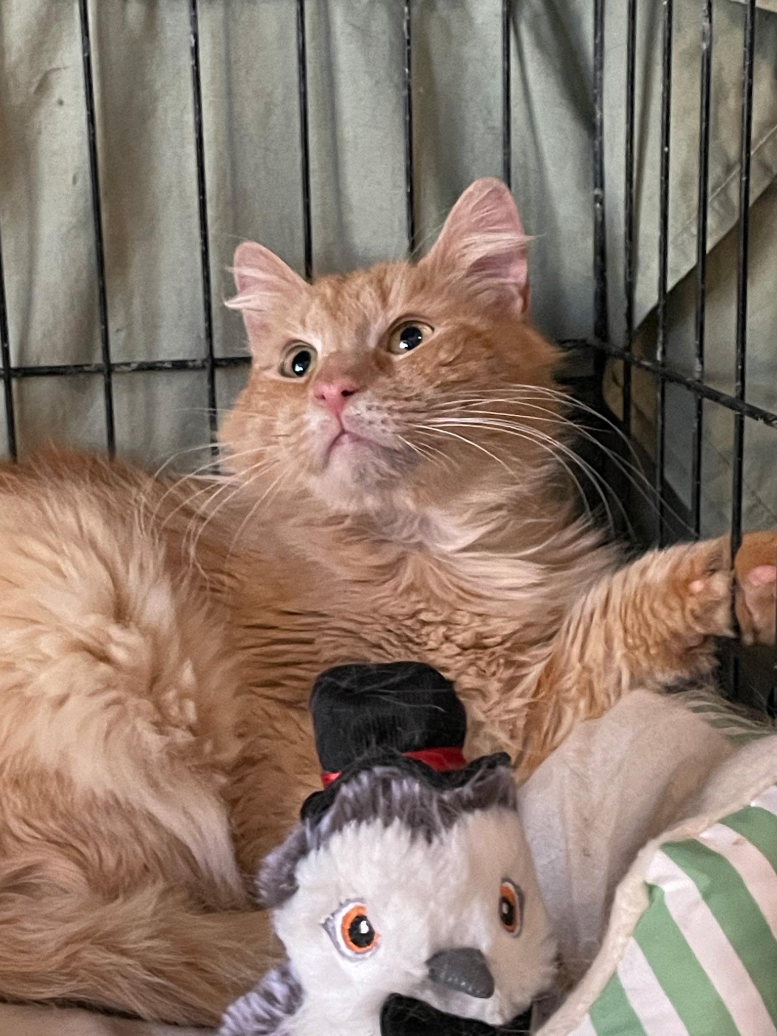 Enlarge Max, a Adoptable mixed breed in Brooklyn, NY image 1/3