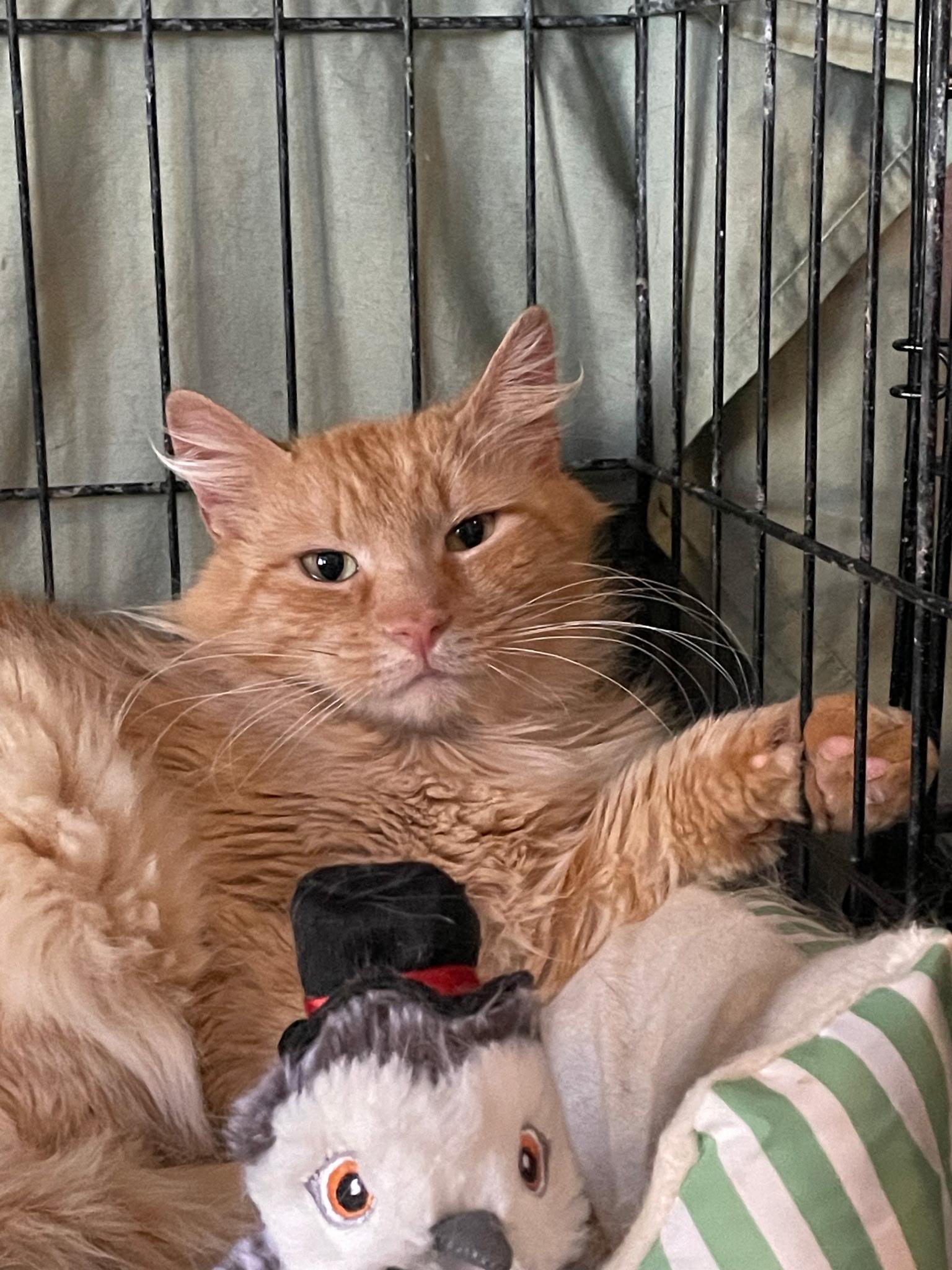 Enlarge Max, a Adoptable mixed breed in Brooklyn, NY image 2/3