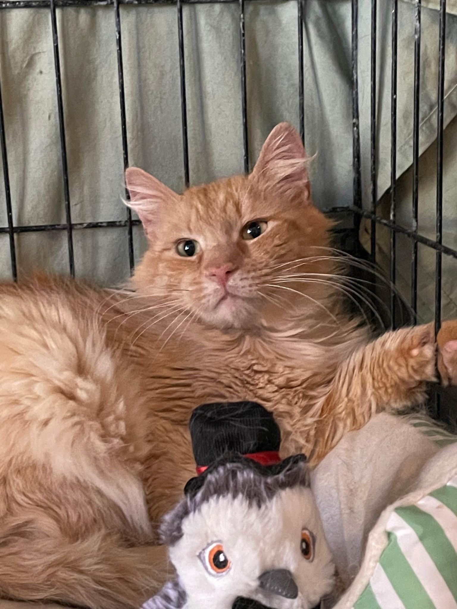 Enlarge Max, a Adoptable mixed breed in Brooklyn, NY image 3/3