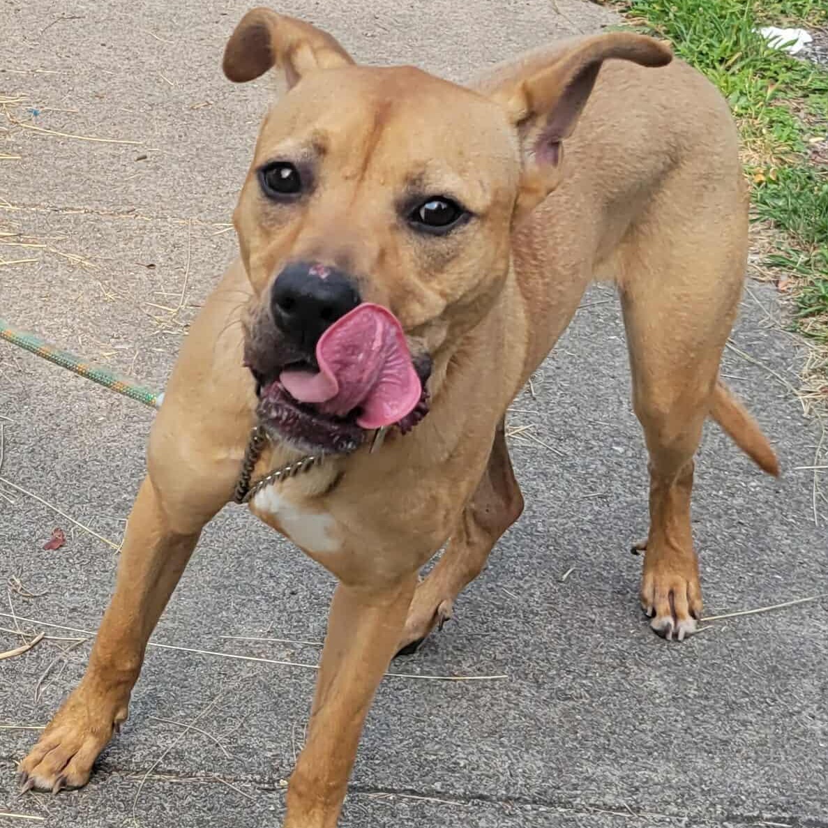 Henry: Foster-to-Adopt Available