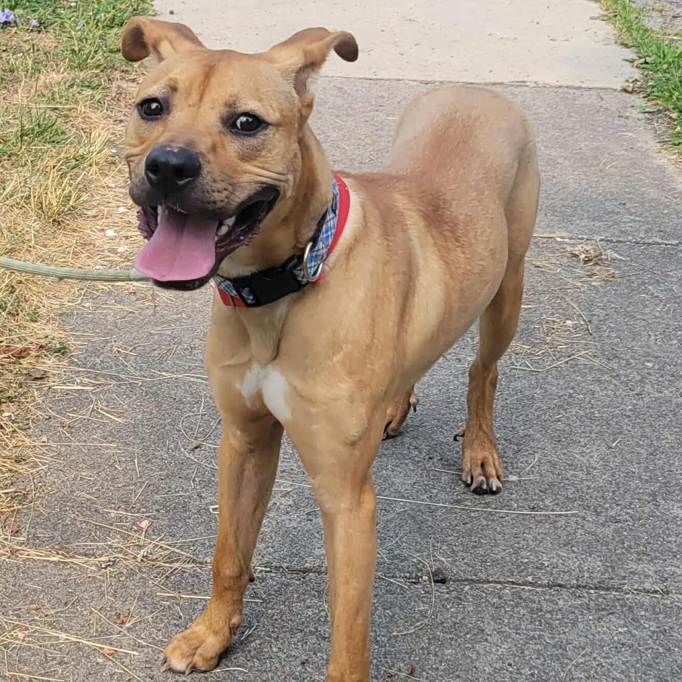 Henry: Foster-to-Adopt Available