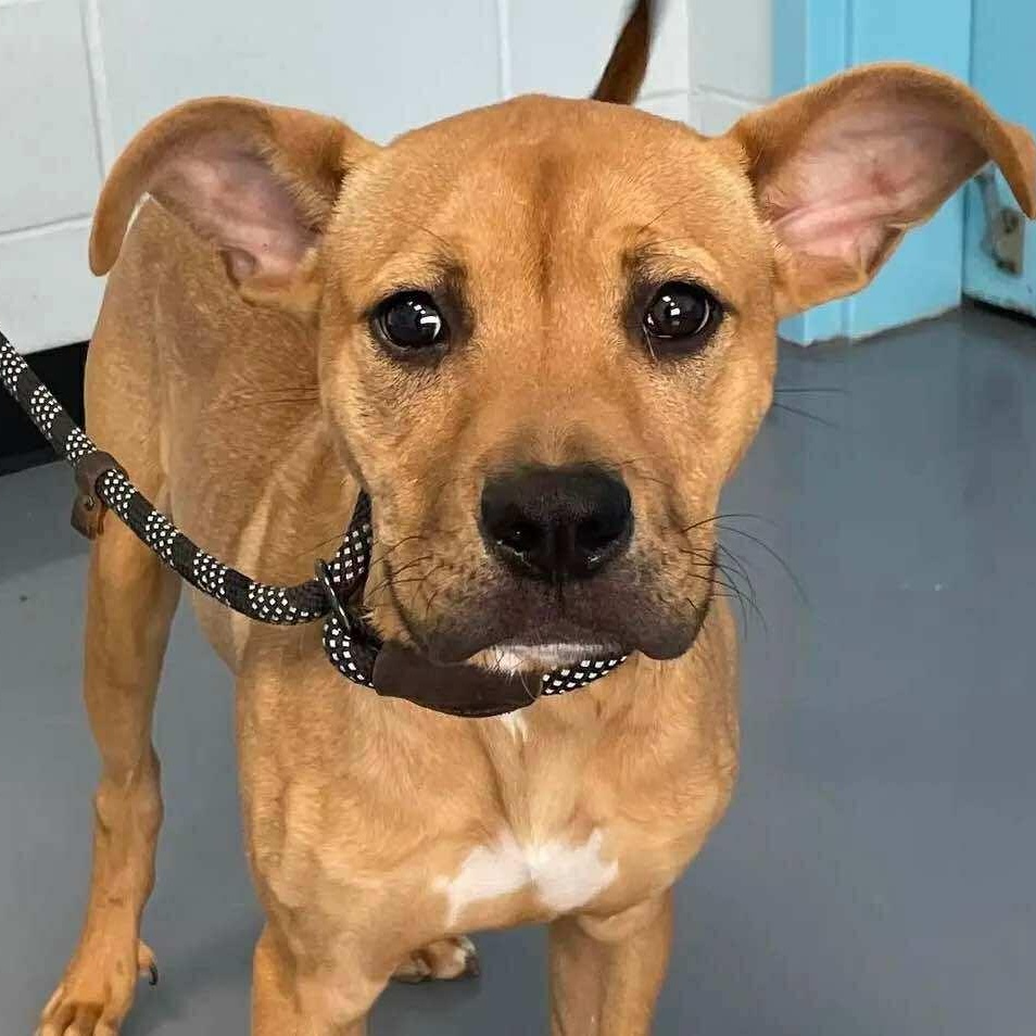 Henry: Foster-to-Adopt Available