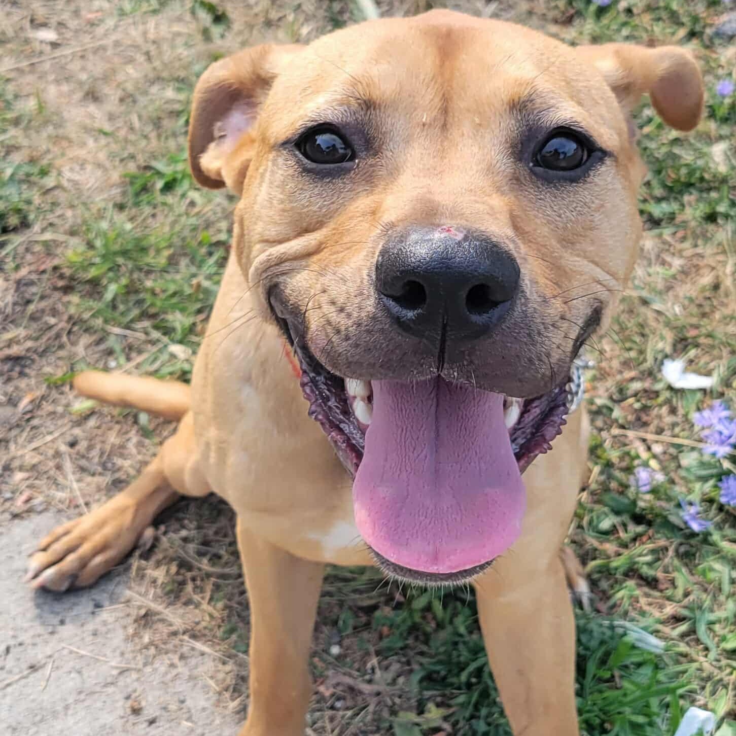 Henry: Foster-to-Adopt Available