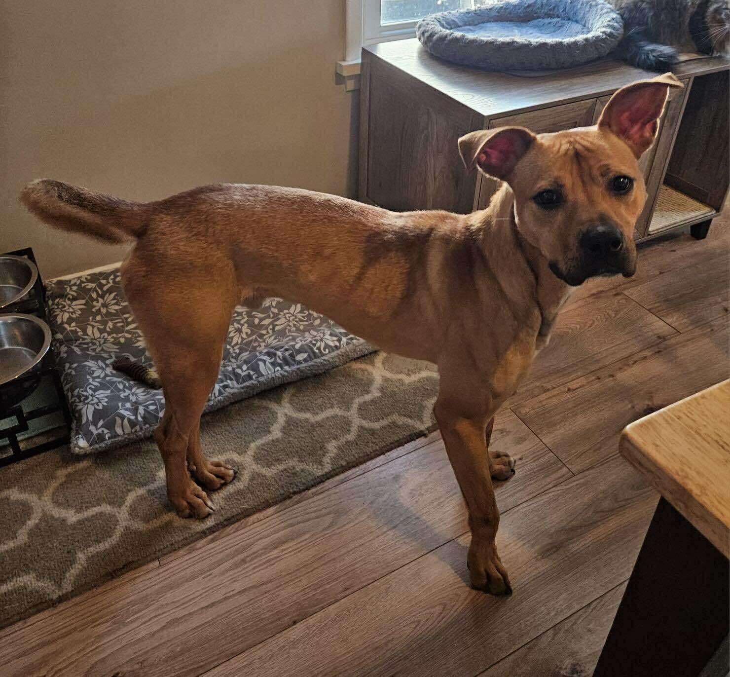 Henry: Foster-to-Adopt Available