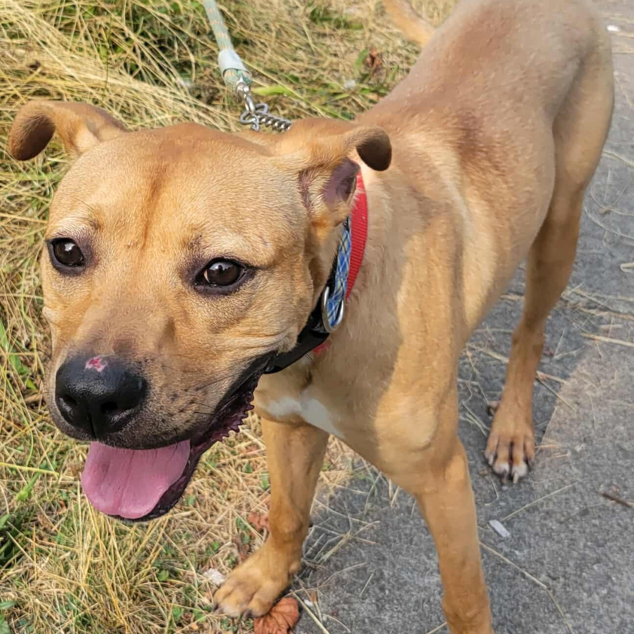 Henry: Foster-to-Adopt Available