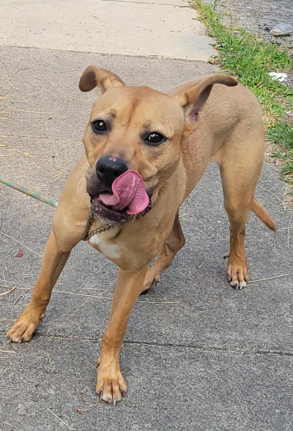 Henry: Foster-to-Adopt Available