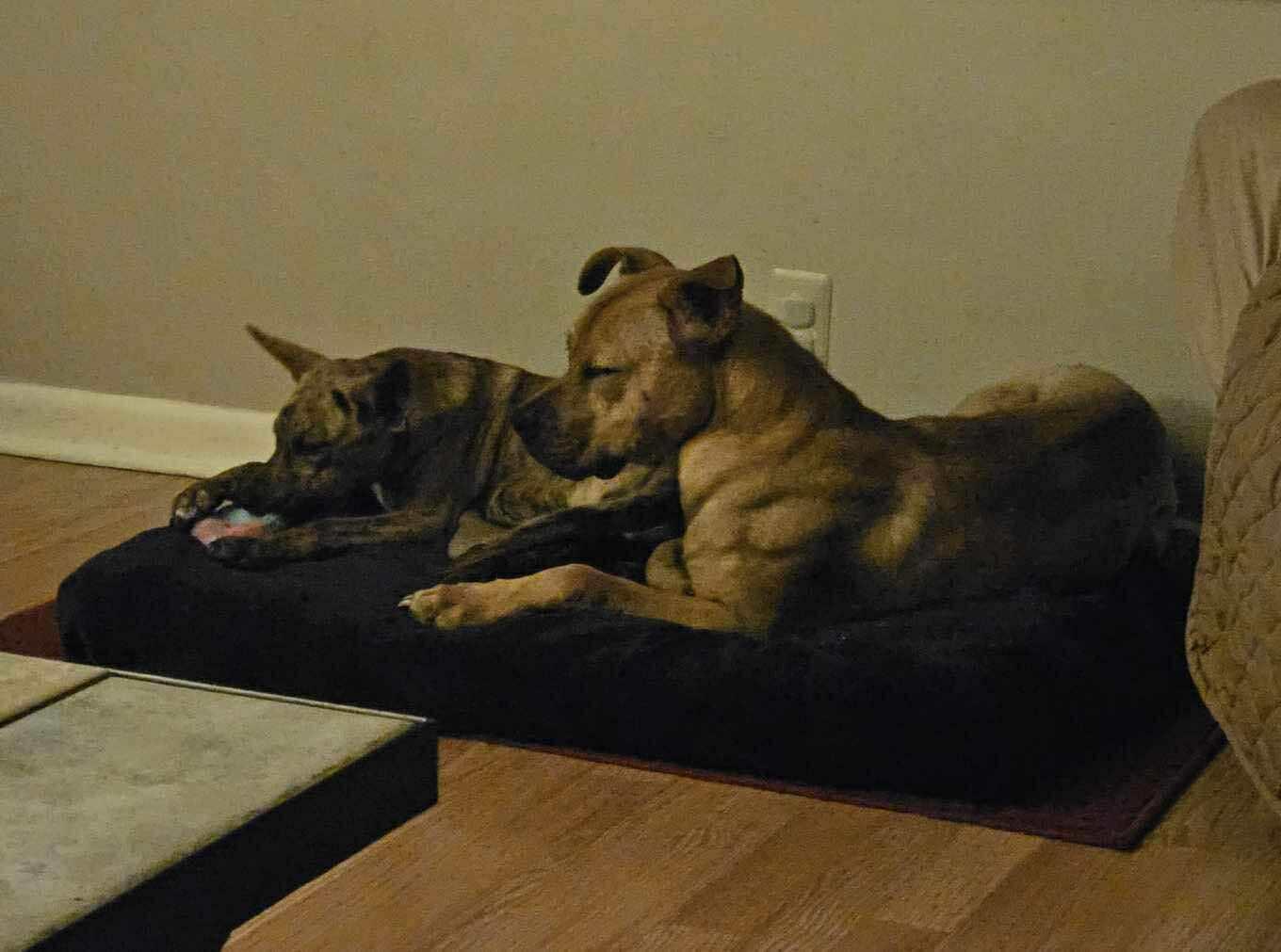 Henry: Foster-to-Adopt Available