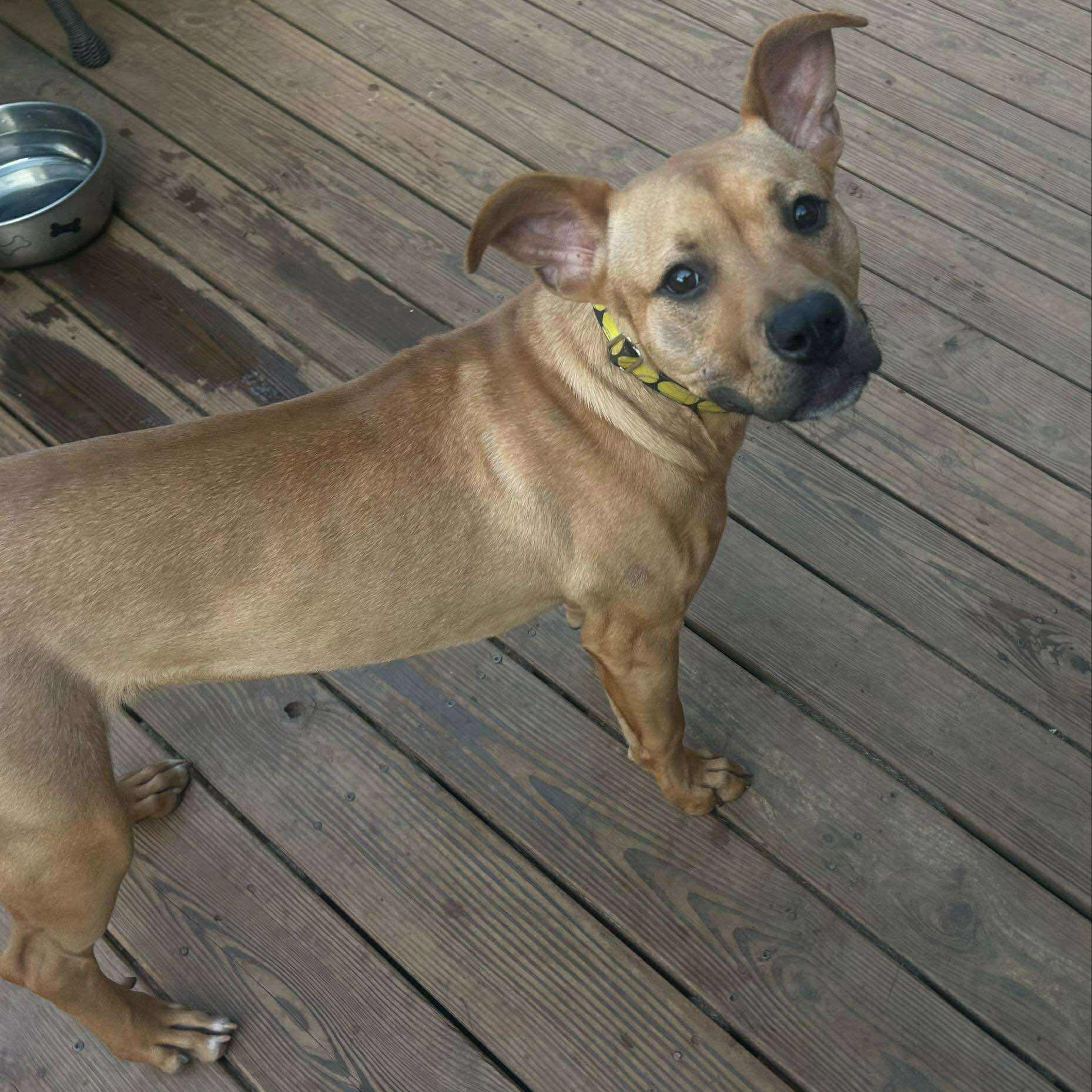 Henry: Foster-to-Adopt Available
