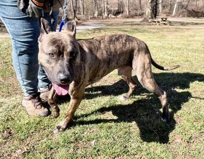 Tyger FKA Pear — thumbnail 2