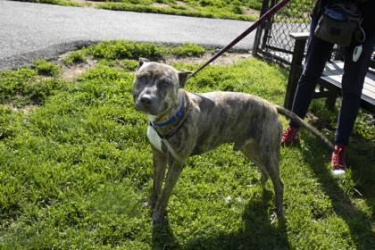 Tyger FKA Pear — thumbnail 3