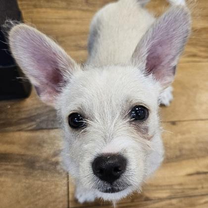 Enlarge Jasnah, a Adoptable mixed breed in Pleasanton, CA image 1/2