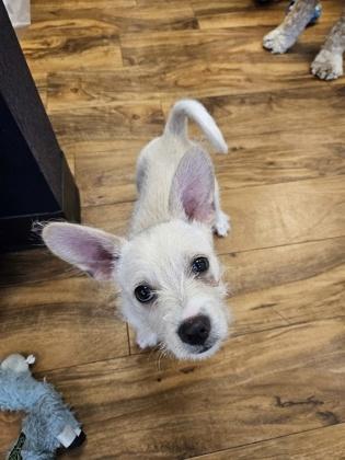 Enlarge Jasnah, a Adoptable mixed breed in Pleasanton, CA image 2/2