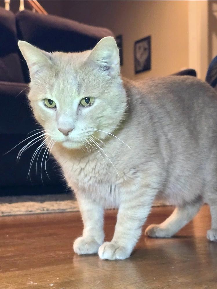 Griffin, Adoptable, Senior Male Domestic Short Hair.