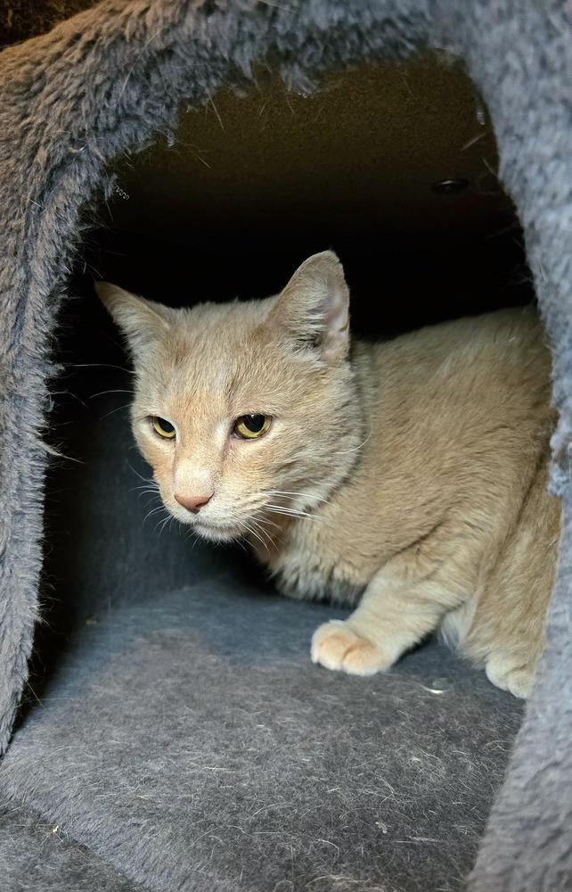 Enlarge Griffin, a Adoptable Domestic Short Hair in Wilson, NC image 2/6