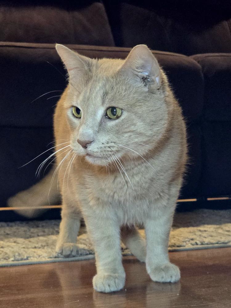 Enlarge Griffin, a Adoptable Domestic Short Hair in Wilson, NC image 4/6