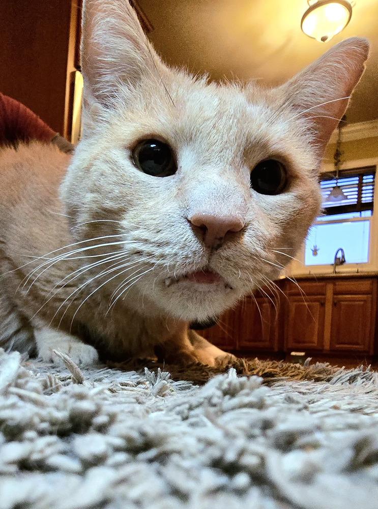 Enlarge Griffin, a Adoptable Domestic Short Hair in Wilson, NC image 5/6