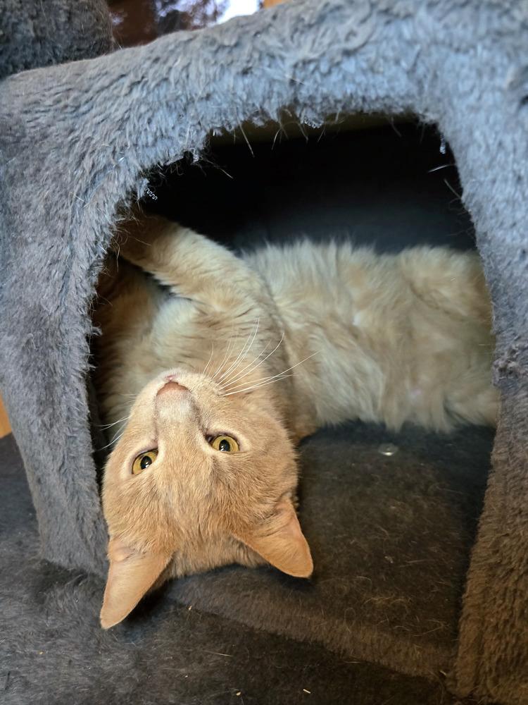 Enlarge Griffin, a Adoptable Domestic Short Hair in Wilson, NC image 6/6