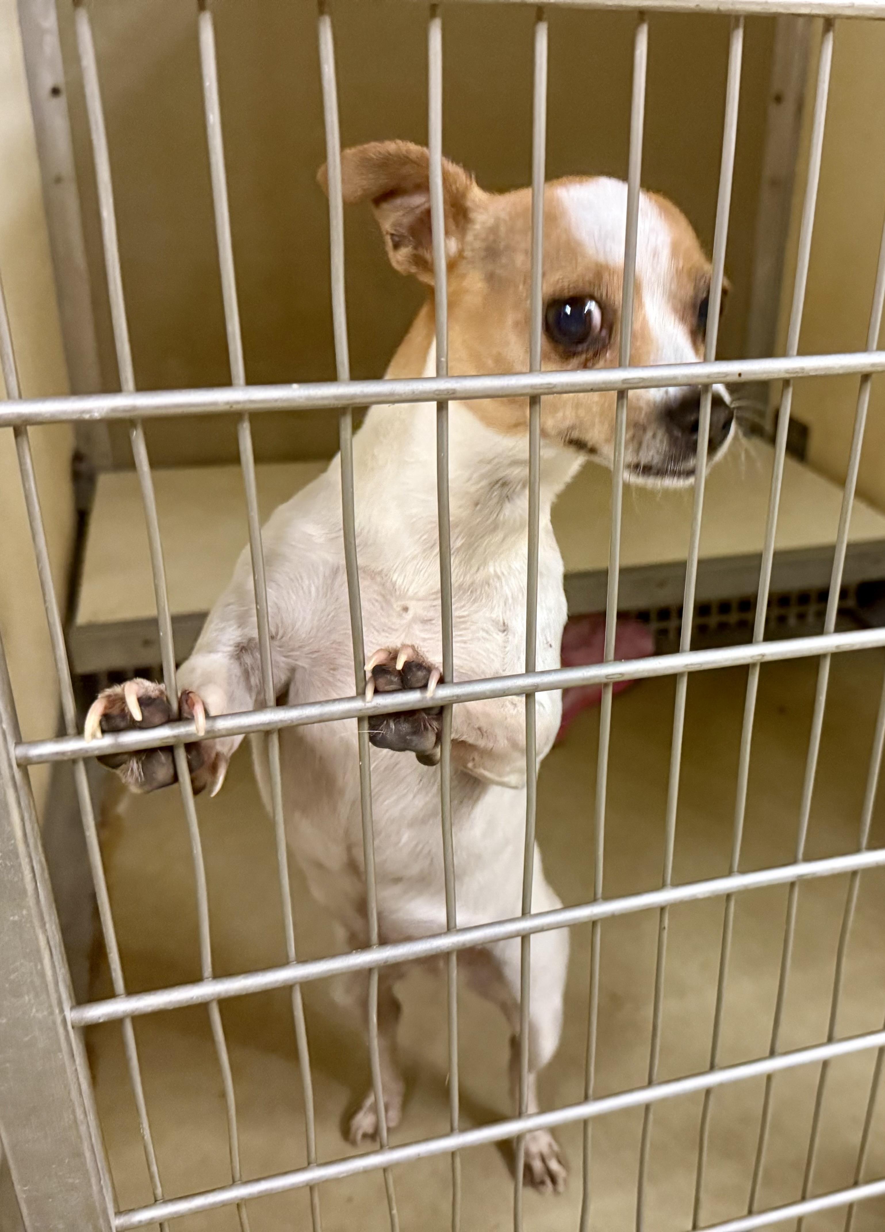 Enlarge Morgan, a Adopted Chihuahua in sparta, NC image 2/3