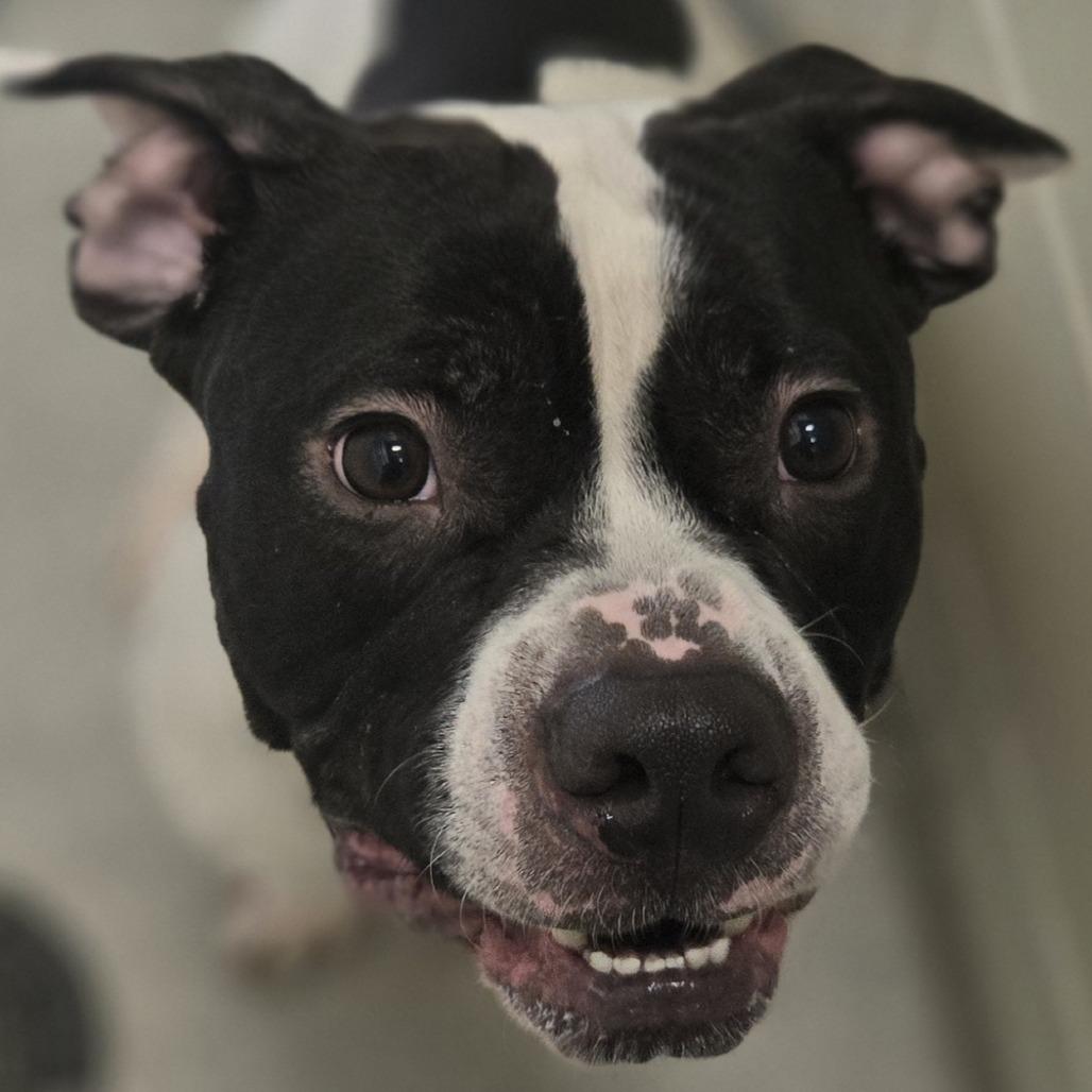 Enlarge Galloway, a Adoptable Mixed Breed in Saint Cloud, MN image 1/5