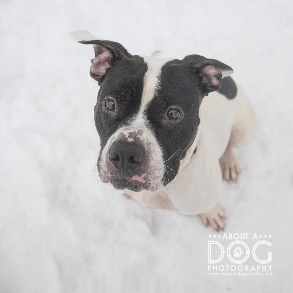 Enlarge Galloway, a Adoptable Mixed Breed in Saint Cloud, MN image 3/5
