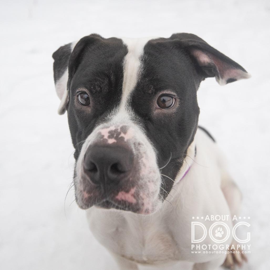 Enlarge Galloway, a Adoptable Mixed Breed in Saint Cloud, MN image 4/5