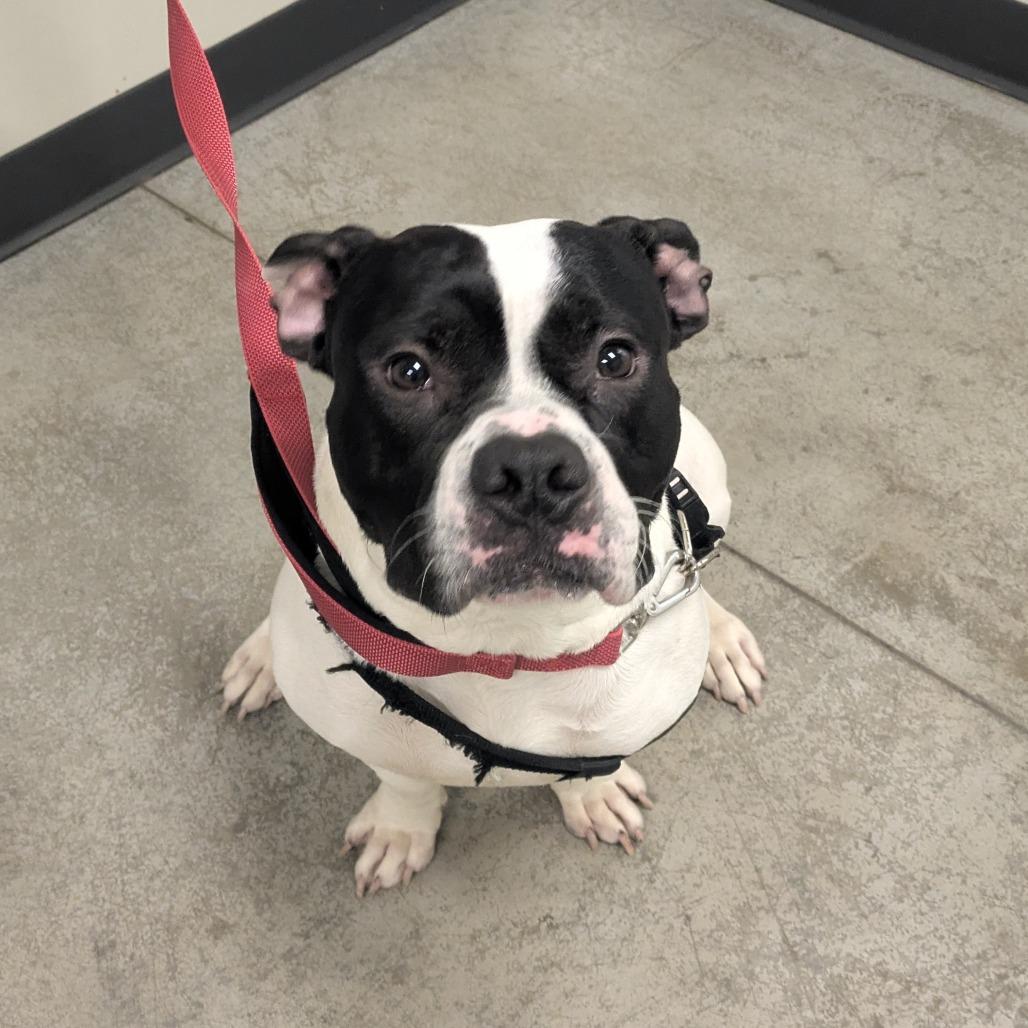 Enlarge Galloway, a Adoptable Mixed Breed in Saint Cloud, MN image 5/5