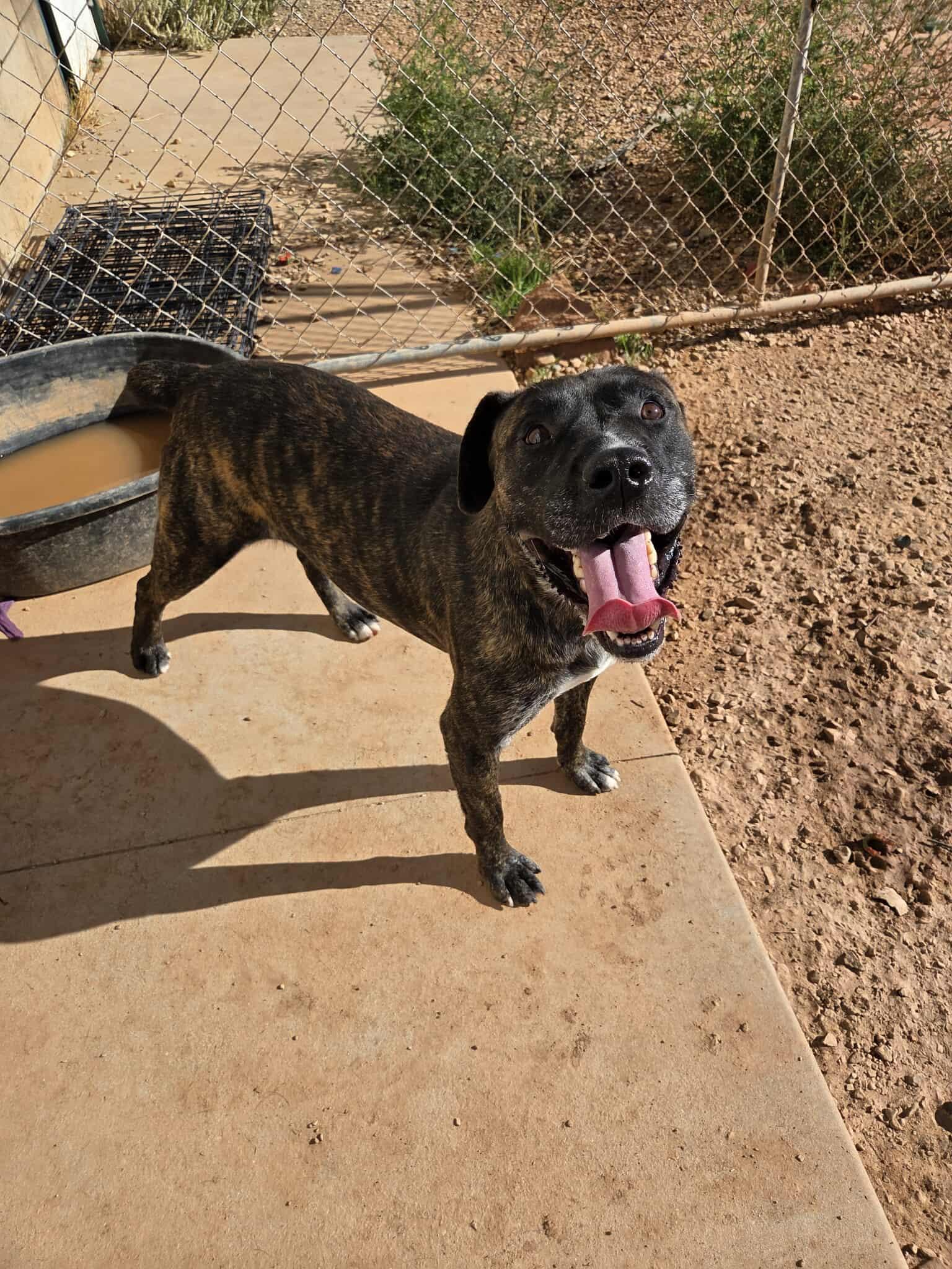 Hulk, an adoptable Boxer in Roosevelt, UT, 84066 | Photo Image 1