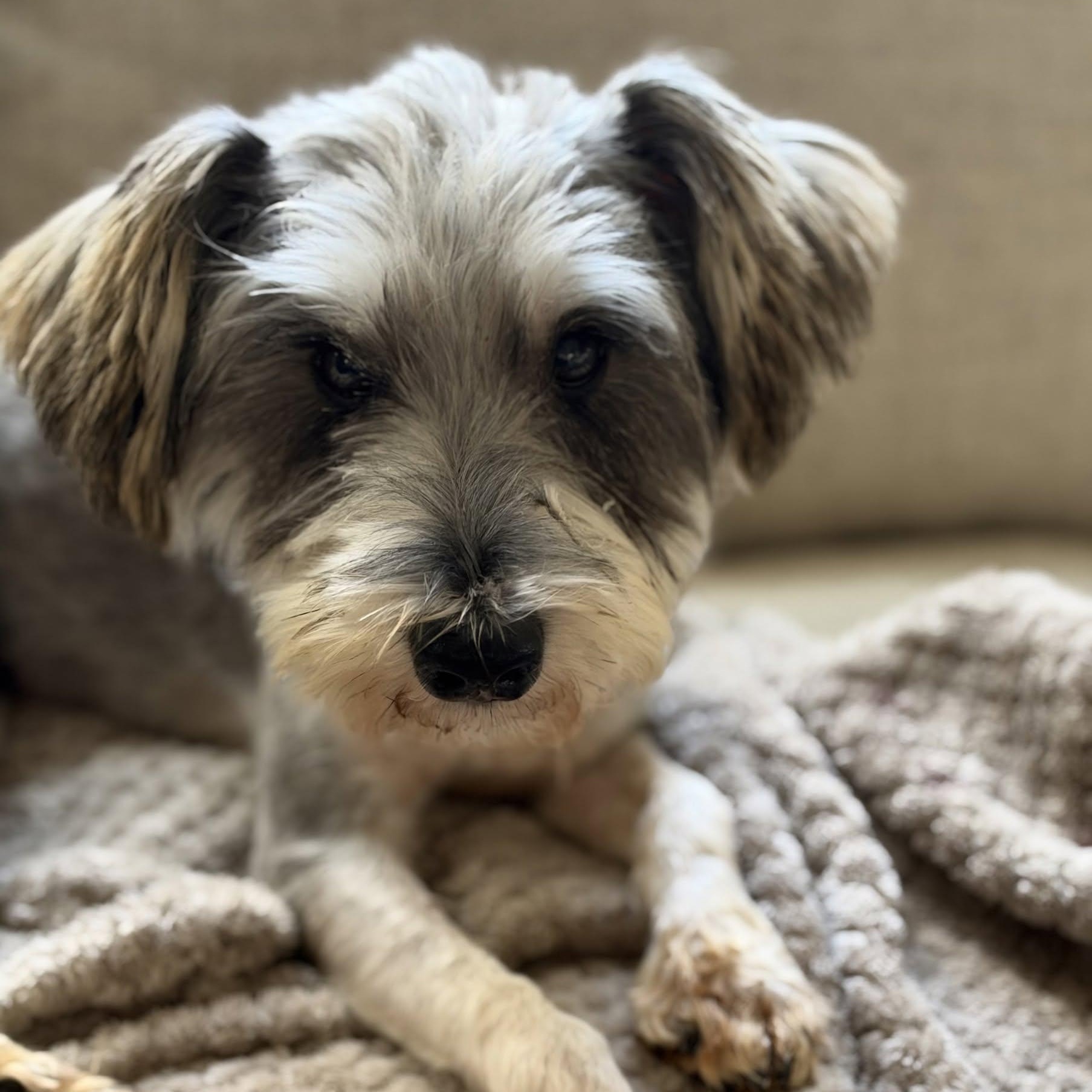 Enlarge Levi, a Adoptable mixed breed in Hartland, WI image 2/3