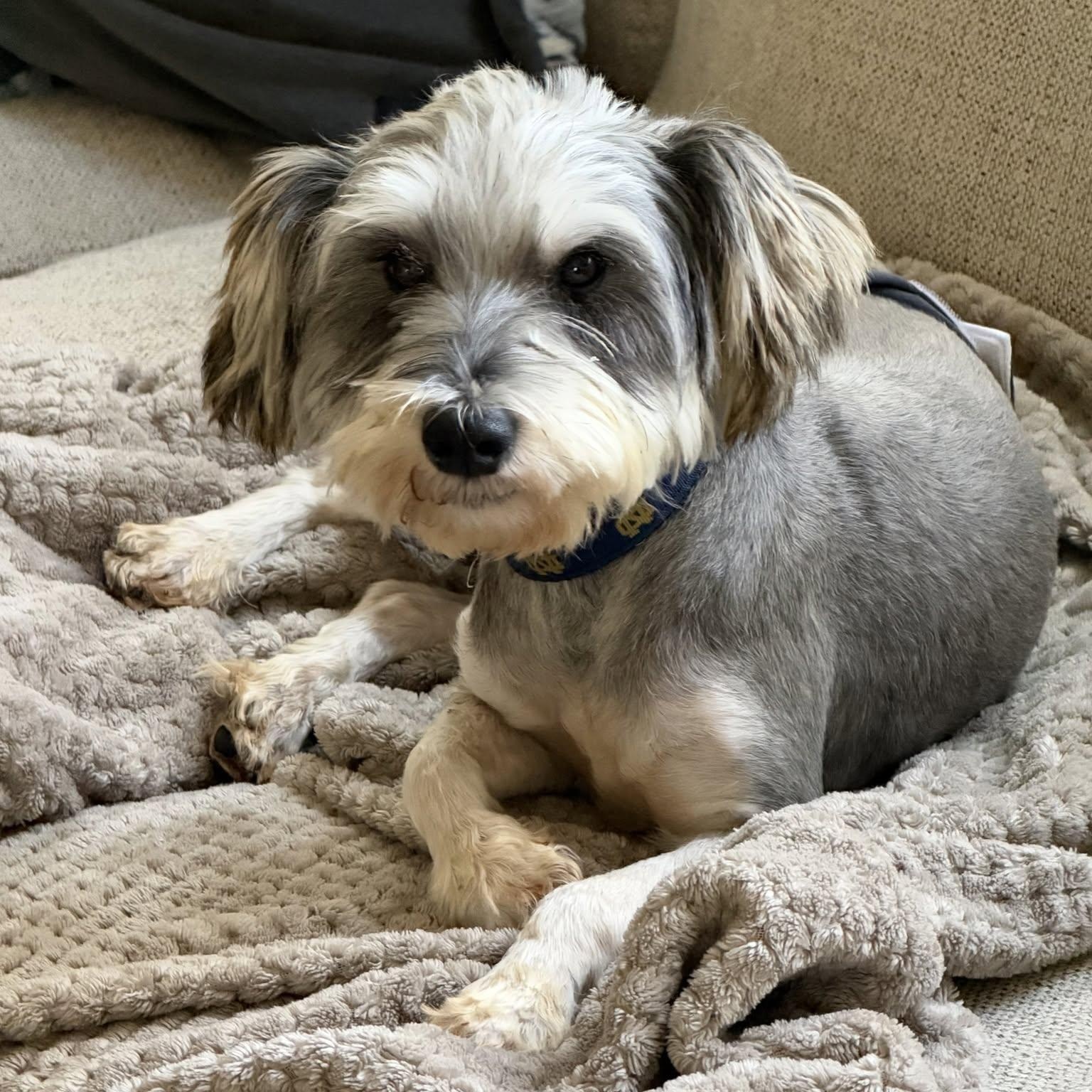 Enlarge Levi, a Adoptable mixed breed in Hartland, WI image 3/3