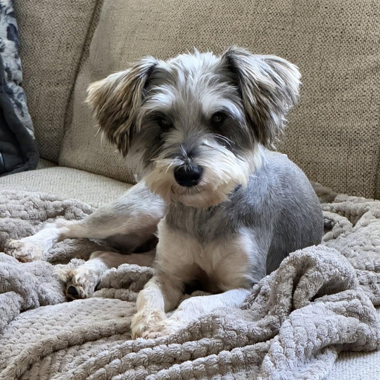 Levi, Adoptable, Adult Male Schnauzer & Miniature Poodle.