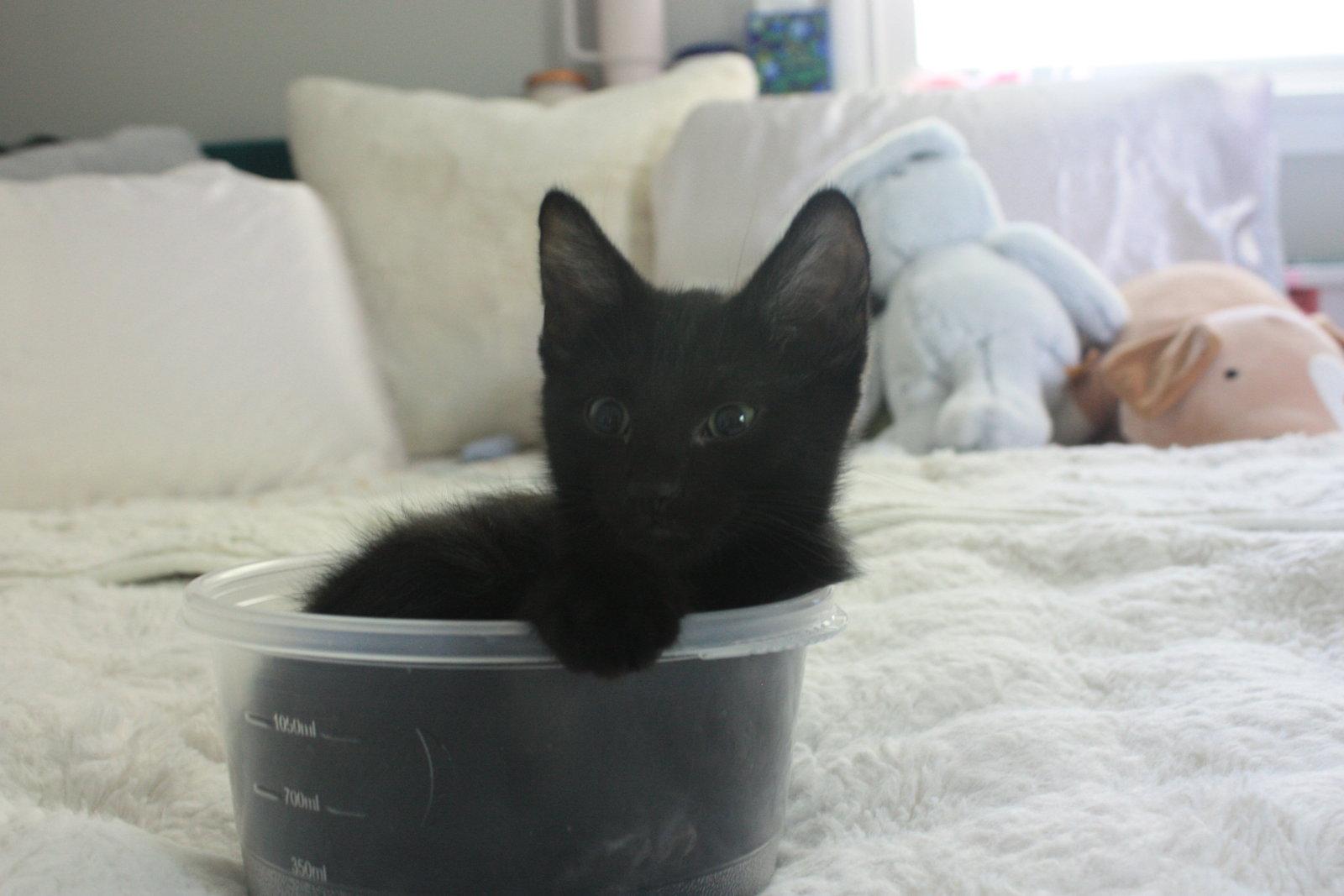 Enlarge Marshall Faulk, a Adopted American Shorthair in Eureka, MO image 1/3