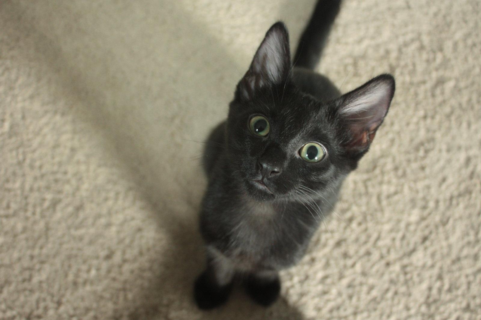 Enlarge Marshall Faulk, a Adopted American Shorthair in Eureka, MO image 2/3