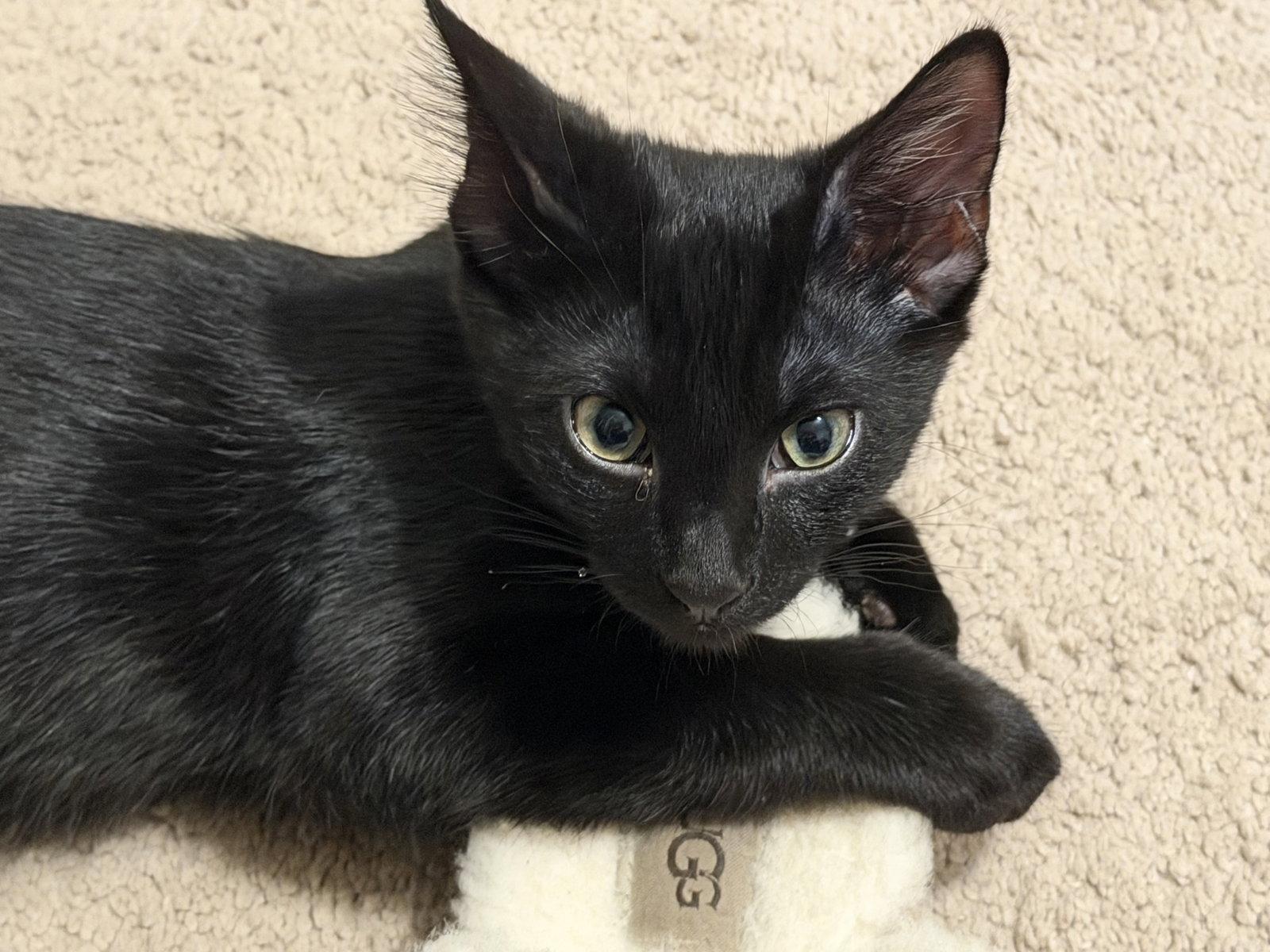 Enlarge Marshall Faulk, a Adopted American Shorthair in Eureka, MO image 3/3