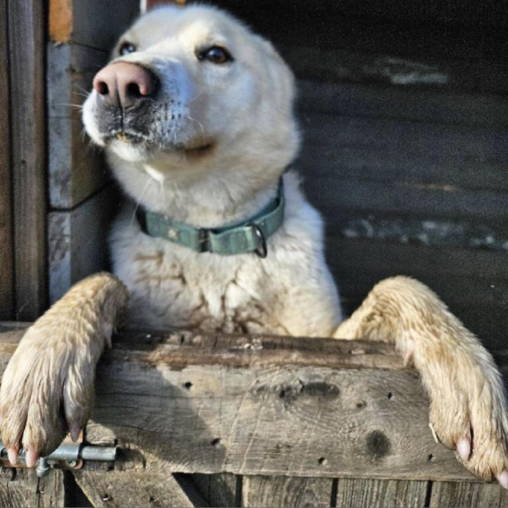 PONGO, Adoptable, Adult Male Australian Shepherd & Anatolian Shepherd.