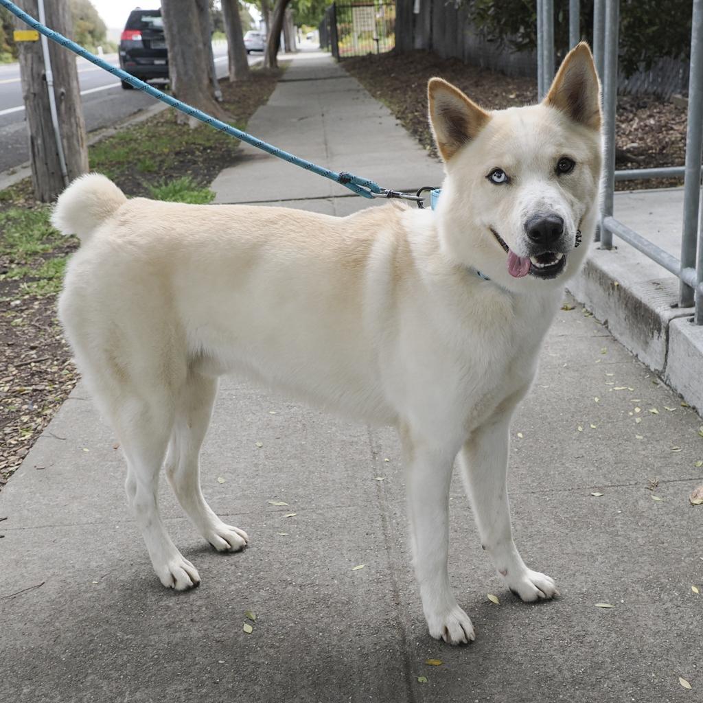 Enlarge PONGO, a Adoptable mixed breed in Point Richmond, CA image 2/6