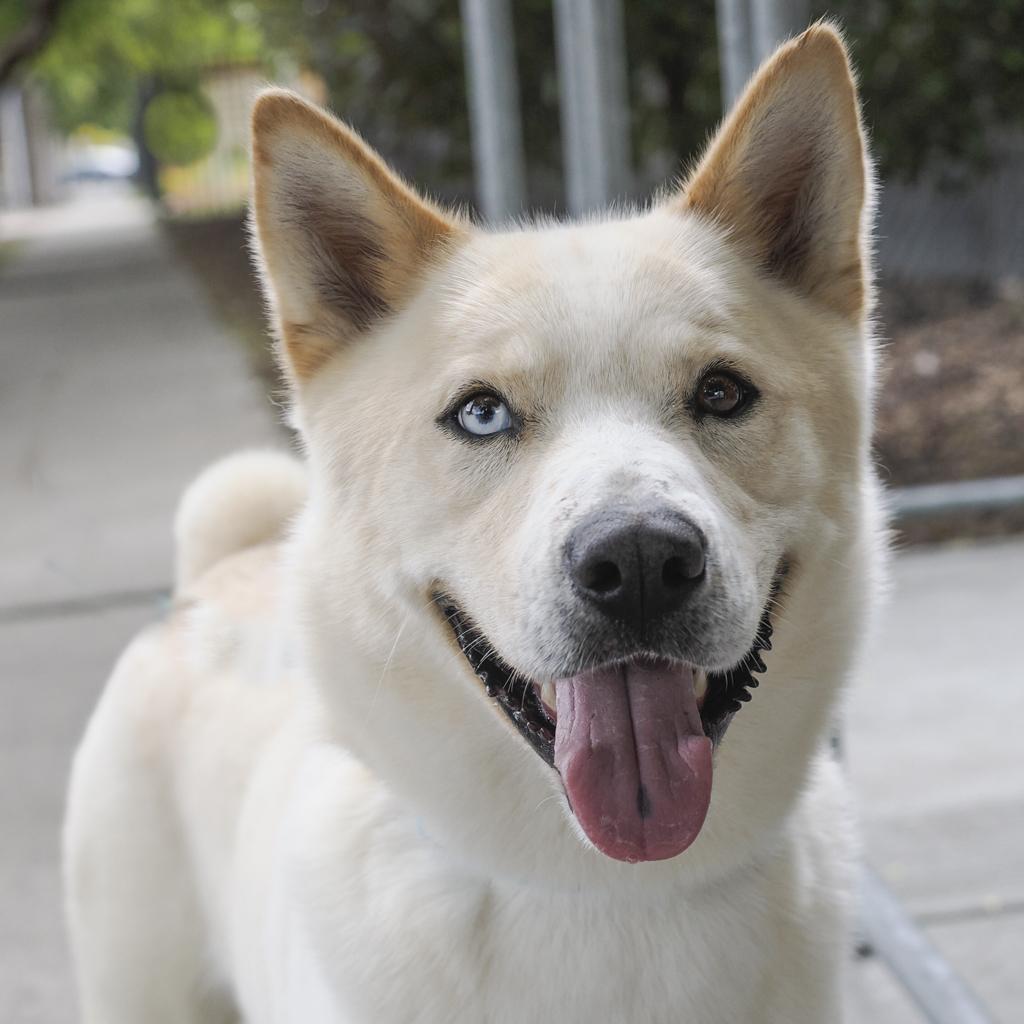 Enlarge PONGO, a Adoptable mixed breed in Point Richmond, CA image 3/6