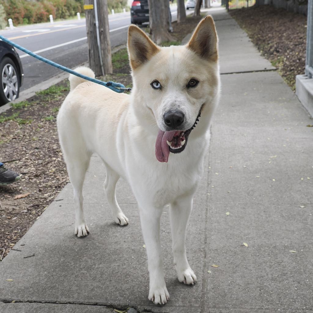 Enlarge PONGO, a Adoptable mixed breed in Point Richmond, CA image 4/6