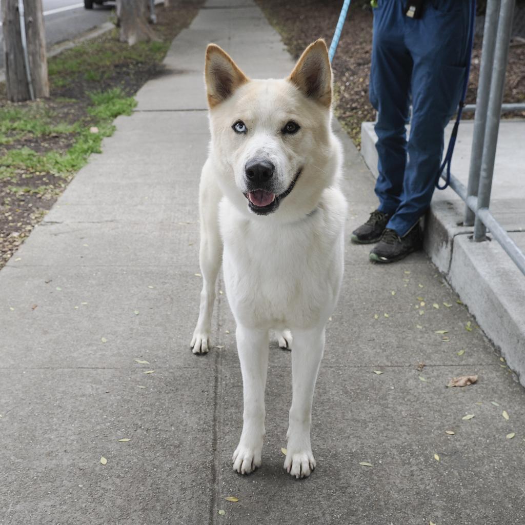 Enlarge PONGO, a Adoptable mixed breed in Point Richmond, CA image 5/6