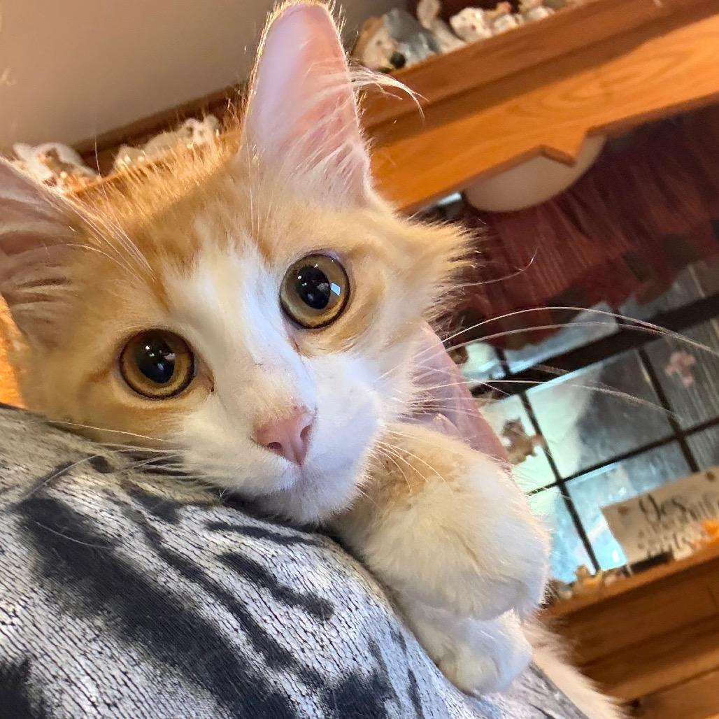 Carter AKA Mills C, Adoptable, Young Male Domestic Medium Hair.