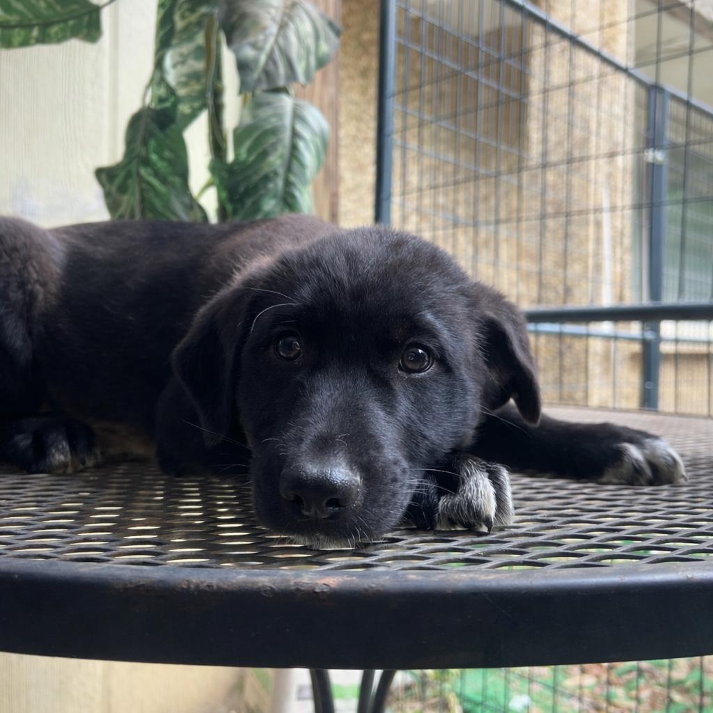 Fluffernutter — thumbnail 2