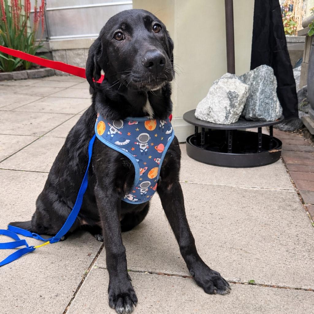 Fluffernutter — thumbnail 3