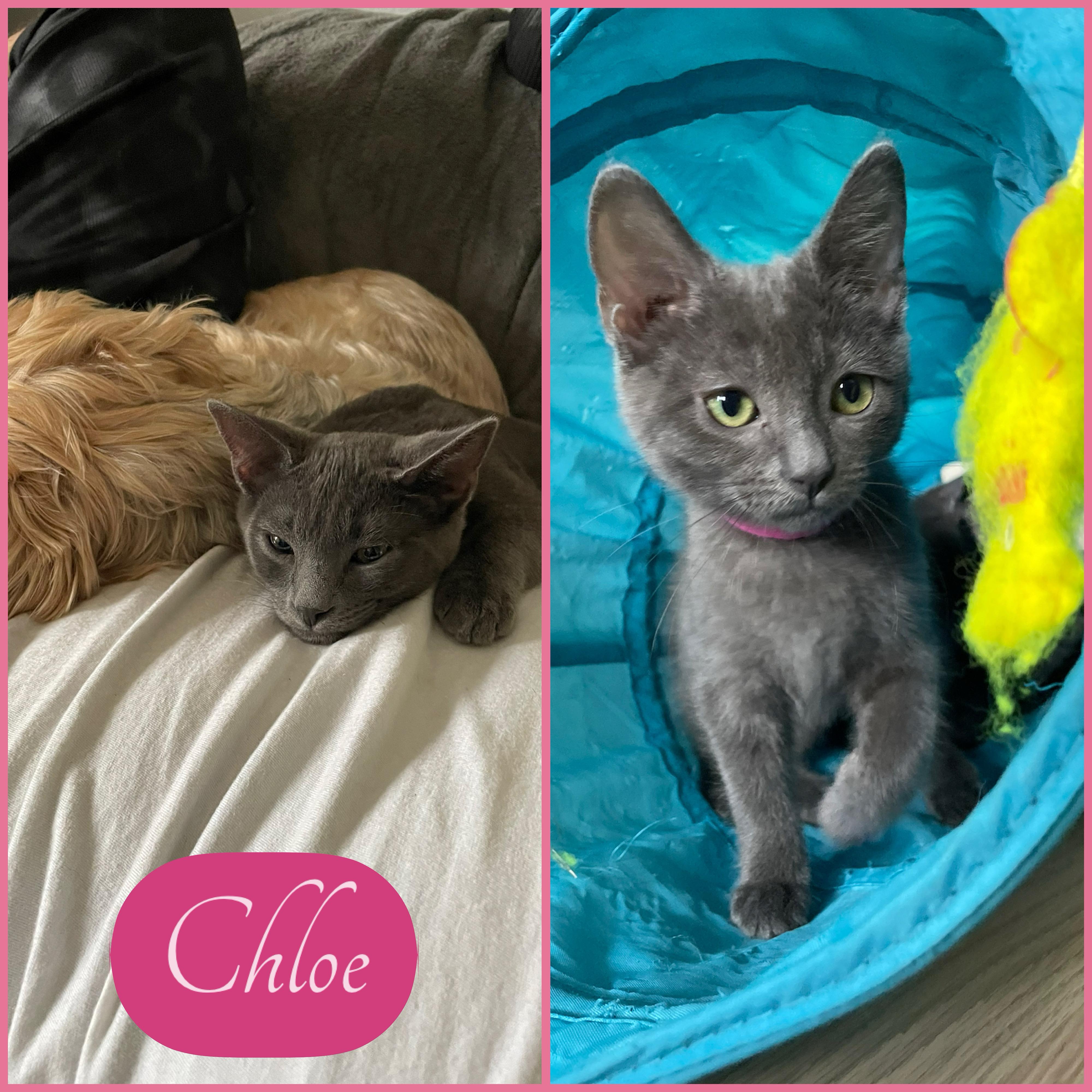 Chloe, adopted, Kitten Female Russian Blue & Domestic Short Hair.